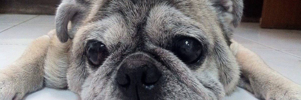 Pet Grief – How To Help